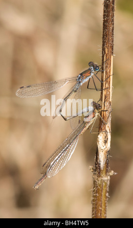 Demoiselle d'Émeraude, Lestes sponsa, l'accouplement Banque D'Images