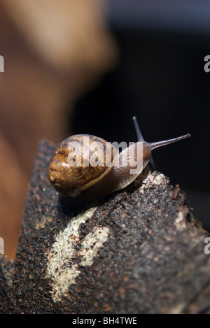 Escargots Helix aspersa (commune) avec coquille spiralée sur un morceau de l'écorce des arbres avec des tentacules visibles tout droit. Banque D'Images