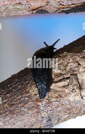 Limace noire (Arion ater) ramper sur le tronc de l'arbre laissant une trace de mucus. Banque D'Images