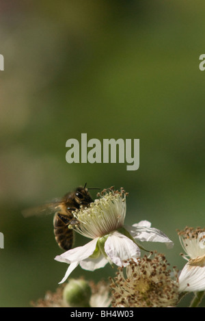 Abeille à miel (Anthophila) la collecte de nectar de fleurs sur un terminal blackberry (Rubus fruticosus). Banque D'Images