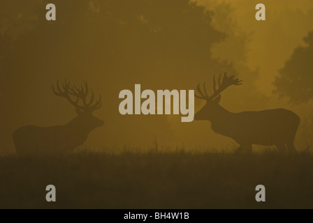 Deux red deer (Cervus elaphus) cerf face à face au cours de la saison du rut. Banque D'Images