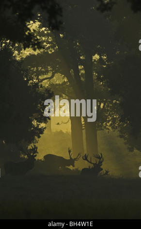 Un groupe de red deer (Cervus elaphus) cerf dans la lumière du matin. Banque D'Images