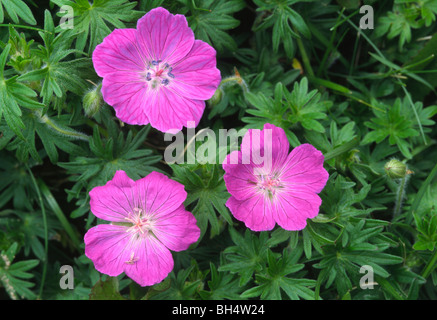 Close-up des fleurs de géranium sanguin (Geranium sanguineum) croissant dans un habitat calcaire près de la côte. Banque D'Images