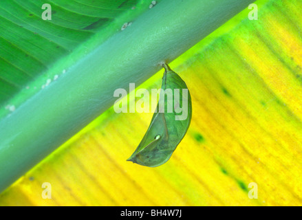 Butterfly (brassolidae Opsiphanes cassina) joint dessous des feuilles de banane Banque D'Images