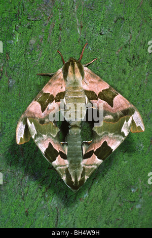 Close-up d'une paire d'accouplement de la chaux (hawkmoths Mimas tiliae) reposant sur un tronc d'arbre dans un jardin. Banque D'Images