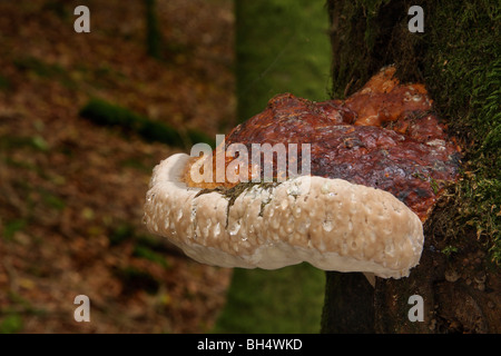 Gros champignon sur un arbre dans un bois suintant gouttelettes de liquide à partir de son bord. Banque D'Images