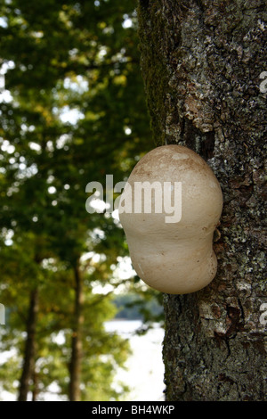 Jeune champignon sur un arbre en bois. Banque D'Images