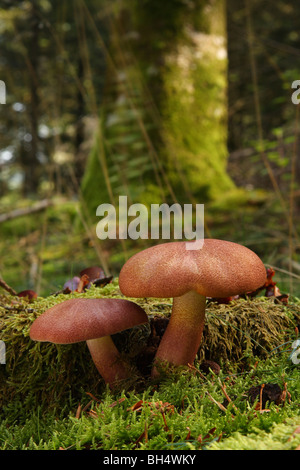 Deux prunes et les champignons à la crème (Tricholomopsis rutilans) à côté d'une souche d'arbre couverts de mousse dans un bois de pins. Banque D'Images