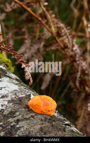 Slime orange vif champignon sur un membre Silver Birch morts. Banque D'Images