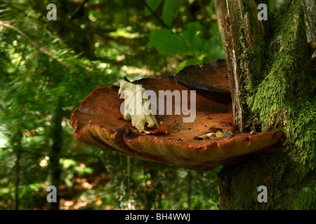 Le grand support champignons poussant sur un arbre pourri dans les bois. Banque D'Images