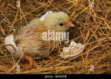 Récemment un poulet éclos poussin dans le nid encore humide et avec des morceaux de coquille autour d'elle. Banque D'Images