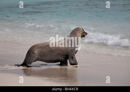 Homme lion de mer Galapagos (Zalophus wollebacki) en vous promenant dans la mer à Gardner Bay, l'île de Espanola. Banque D'Images