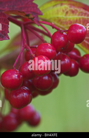 Guelder rose baies (Viburnum opulus). Banque D'Images