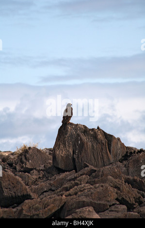 Îles Galápagos (Buteo galapagoensis) assis sur des pierres à Punta Suarez, l'île de Espanola. Banque D'Images