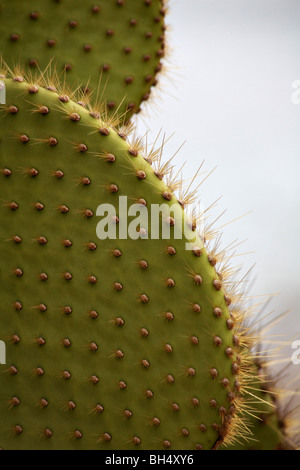 Close-up of giant droopy cactus (Opuntia spp echios echios var) à South Plaza Islet. Banque D'Images