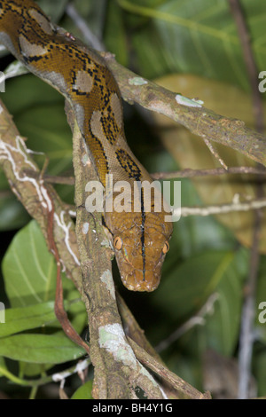 Python réticulé (Python reticulatus) dans la végétation. Banque D'Images