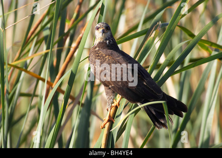 Milan des marais (Rostrhamus femelle sociabilis) sur (Scirpus) au lac Tohopekaliga, Florida, USA Banque D'Images