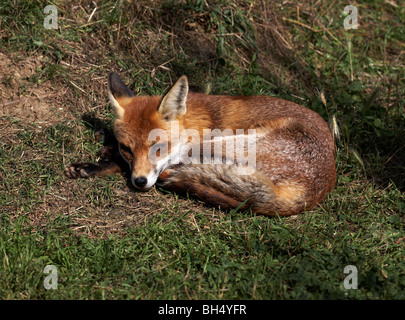 Le renard roux (Vulpes vulpes) recroquevillée pour dormir. Banque D'Images