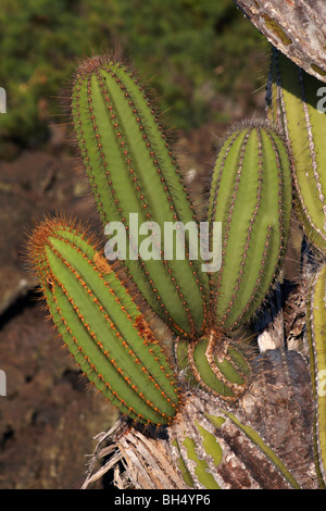 Cactus candélabres (Jasminocereus thouarsii var delicatus) Punta Moreno Banque D'Images