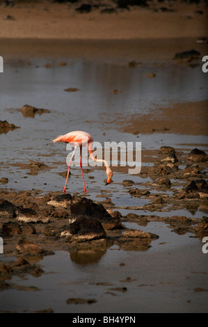 Flamant rose (Phoenicopterus ruber) boire d'une lagune à Dragon Hill, l'île de Santa Cruz. Banque D'Images