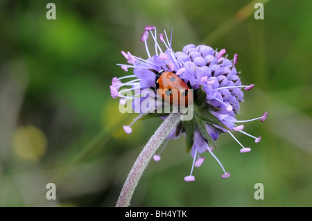 7-spot coccinelle (Coccinella septempunctata) sur une fleur de la bit scabious Devils (Succisa pratensis) Banque D'Images
