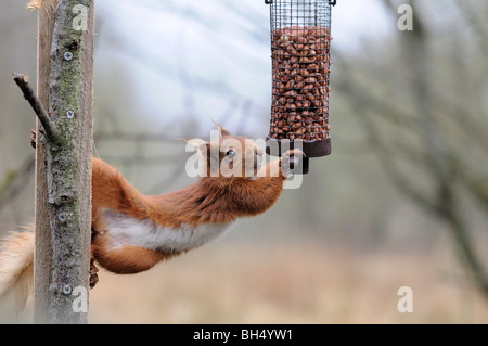 L'écureuil roux (Sciurus vulgaris) essaie de savoir d'arachides dans un maillage d'alimentation. Banque D'Images