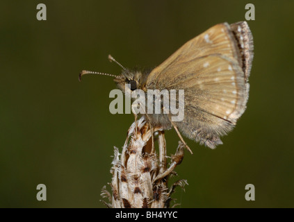 Dingy skipper (Erynnis tages) au repos sur une tête de mauvaises herbes mortes. Banque D'Images