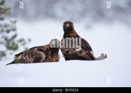 Paire de l'aigle royal dans la neige Banque D'Images