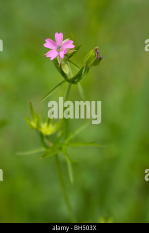 Géranium sanguin rouge ou Cutleaf géranium (Geranium dissectum) Banque D'Images