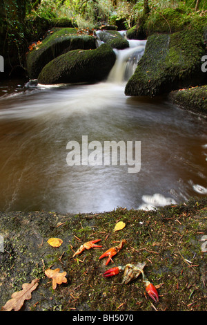 Les restes de plusieurs écrevisses américaines mangée par une loutre sur un rocher au fond d'une petite cascade. Banque D'Images