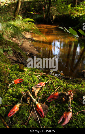 Les restes de plusieurs écrevisses américaines mangée par une loutre sur un rocher au fond d'une petite cascade. Banque D'Images