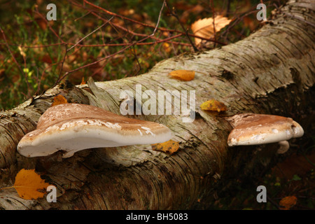 Deux champignons polypore du bouleau (Piptoporus betulinus support) sur un bouleau. Banque D'Images