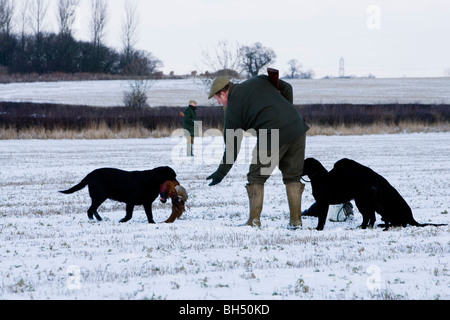 La récupération du Labrador noir au cours de faisan tirer. Peu de Dalby Estate. Leicestershire. United Kingdom. Banque D'Images