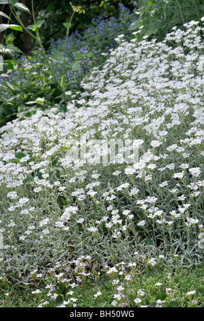 Mouron des oiseaux boréaux (cerastium biebersteinii) Banque D'Images