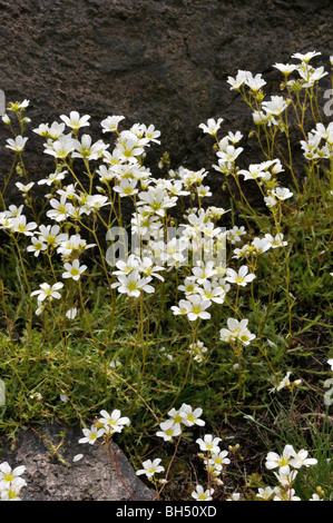 Saxifrage à feuilles opposées (saxifraga hypnoides moussus) Banque D'Images