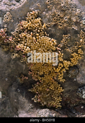 Close-up d'une grappe d'oeufs pourpre (Nucella lapillus) attaché à un rocher à marée basse. Banque D'Images