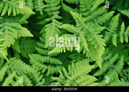 Chêne (fougère gymnocarpium dryopteris) Banque D'Images