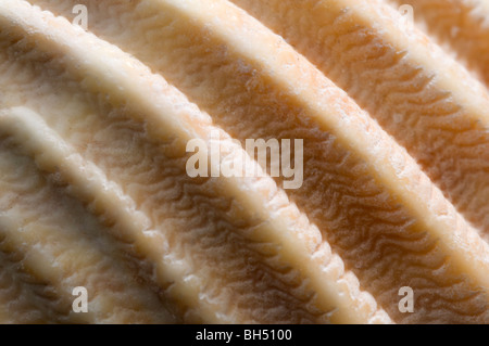 Close-up image abstraite de la structure de surface et la texture d'une coquille Saint-Jacques sur plage de Hunstanton. Banque D'Images
