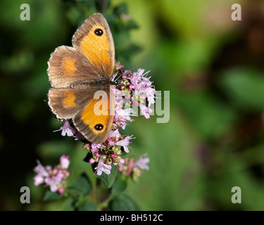 Pyronia tithonus (gatekeeper) se nourrissant de papillon rouge de valériane (Centranthus ruber) en août. Banque D'Images