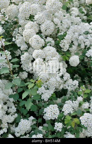 Spiraea x vanhouttei Banque D'Images