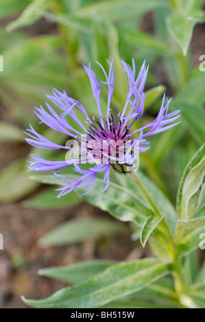 La centaurée des montagnes (centaurea montana) Banque D'Images