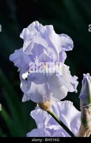 Tall bearded iris (IRIS barbata elatior 'blue saphire') Banque D'Images