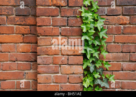 Lierre (Hedera helix) en face d'un mur de briques. design : martina breyer Banque D'Images