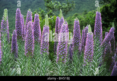 Groupe d'orgueil de Madère fleurs (Rose) qui poussent à l'état sauvage dans une région montagneuse. Banque D'Images