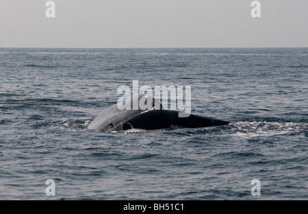 Sondage du rorqual bleu, queue levée Balaenoptera musculus brevicauda - arrive à la surface de l'Océan Indien, au large de Sri Lanka en Asie. Banque D'Images