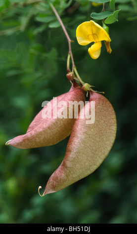 Colutea arborescens fleurs Banque D'Images