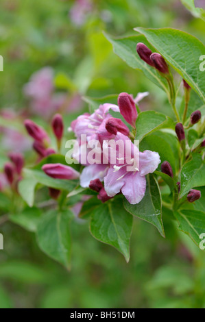 Weigela florida 'eva' rathke Banque D'Images