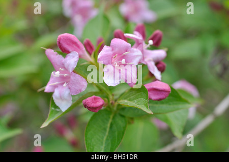 Weigela florida 'eva' rathke Banque D'Images