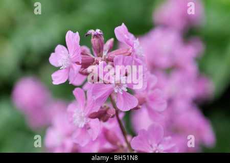 Lychnis viscaria sticky Scouler (Silene viscaria) syn. Banque D'Images