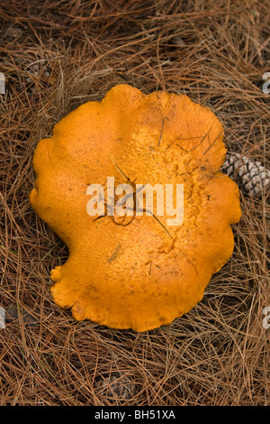 Orange géant champignon sur sol de la forêt. Banque D'Images